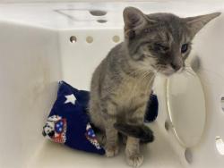 Shelter Stray Female Cat last seen Near BLOCK N 83RD ST, 3839 W Burnham St, West Milwaukee, WI 53215, USA