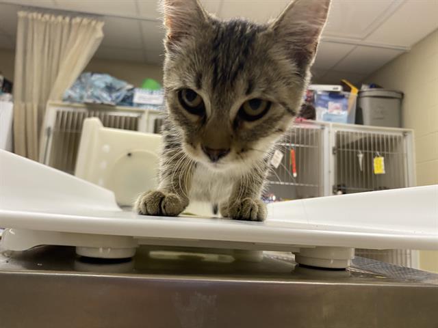Shelter Stray Male Cat last seen Near BLOCK N 83RD ST, 3839 W Burnham St, West Milwaukee, WI 53215, USA