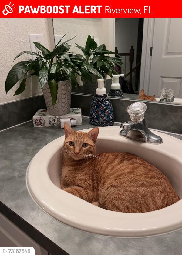 Lost Female Cat last seen Summerfield blvd, Riverview, FL 33579