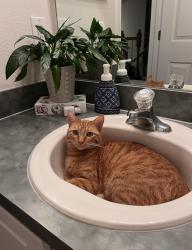 Lost Female Cat last seen Summerfield blvd, Riverview, FL 33579