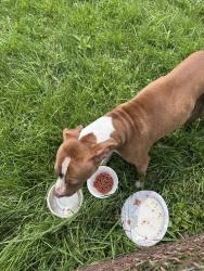 Found/Stray Female Dog last seen Near Barnard Dr, Dayton, OH 45424