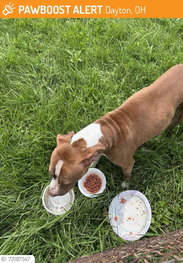 Found/Stray Female Dog last seen Near Barnard Dr, Dayton, OH 45424
