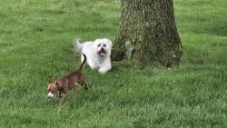 Reunited Male Dog last seen Angola Whizper Woods, Holland, OH 43528