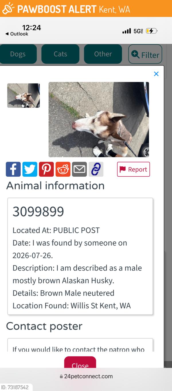 Found/Stray Male Dog last seen Willis st, Kent, WA 98032