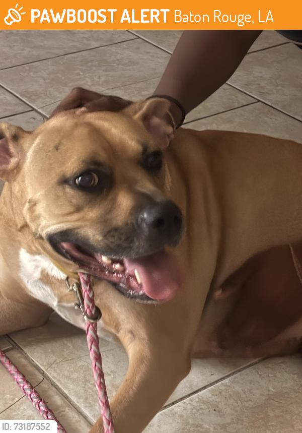 Found/Stray Female Dog last seen On Jones Creek near Arrow Pest Control, Baton Rouge, LA 70817