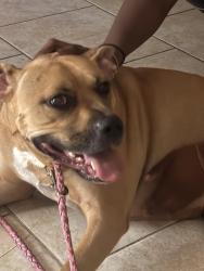 Found/Stray Female Dog last seen On Jones Creek near Arrow Pest Control, Baton Rouge, LA 70817