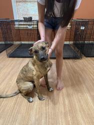 Found/Stray Female Dog last seen Southwest Dr & High Meadows, Abilene, TX 79605