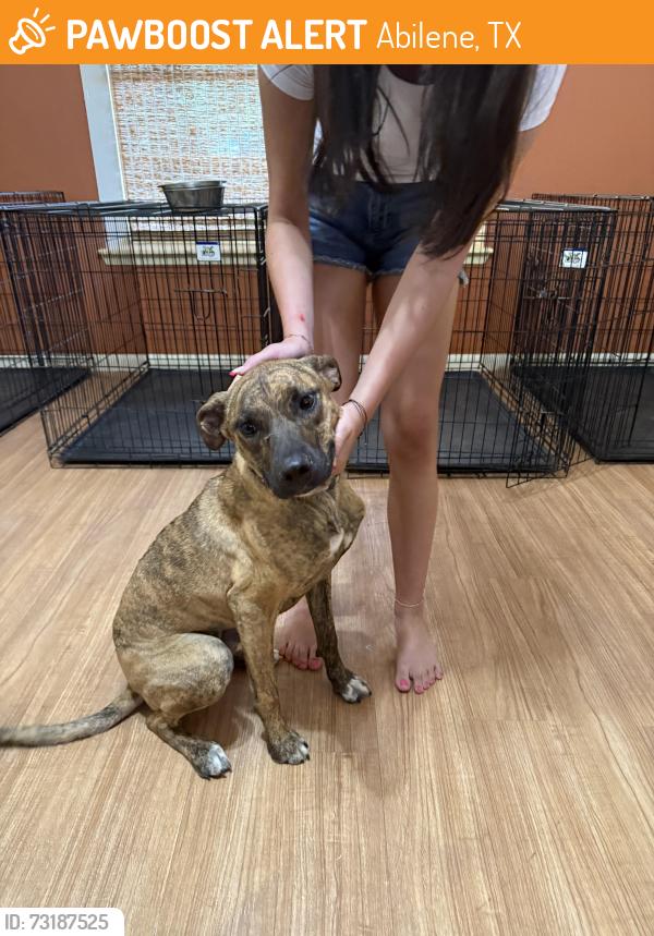 Found/Stray Female Dog last seen Southwest Dr & High Meadows, Abilene, TX 79605