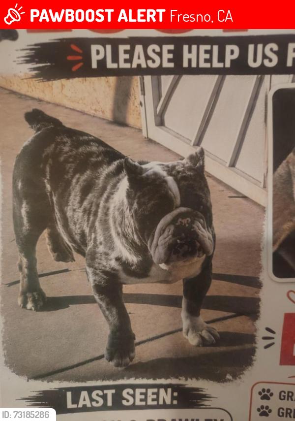 Lost Male Dog last seen church and Brawly, Fresno, CA 93722