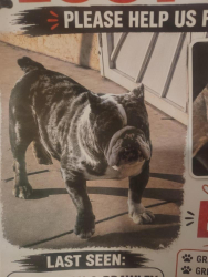 Lost Male Dog last seen church and Brawly, Fresno, CA 93722