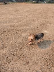 Reunited Unknown Dog last seen Off Cloverdale near HP campus, Boise, ID 83713