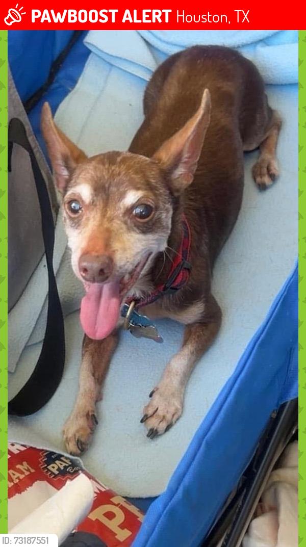 Lost Male Dog last seen Morninscott, Houston, TX 77049