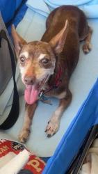 Lost Male Dog last seen Morninscott, Houston, TX 77049