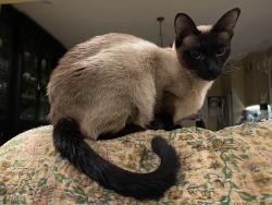 Reunited Female Cat last seen Serrano and Magdalena, Orange, CA 92867