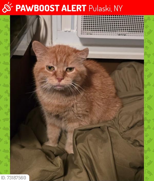 Lost Female Cat last seen Castle dr, Pulaski, NY 13142