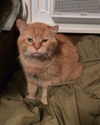 Lost Female Cat last seen Castle dr, Pulaski, NY 13142