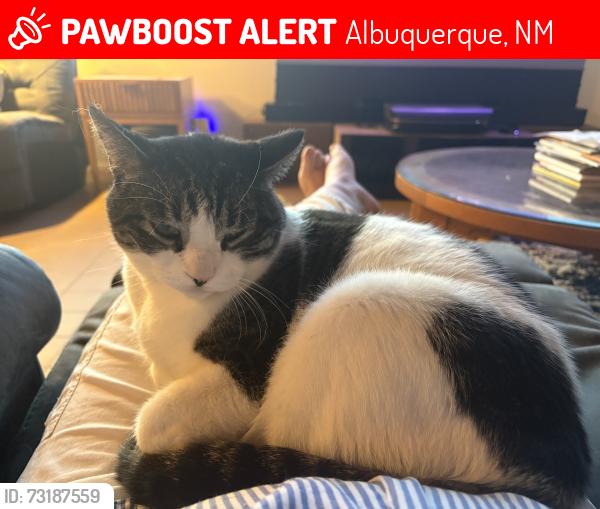 Lost Male Cat last seen Warm Sands Trail SE and Maverick Trail SE, Albuquerque, NM 87123