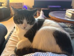 Lost Male Cat last seen Warm Sands Trail SE and Maverick Trail SE, Albuquerque, NM 87123