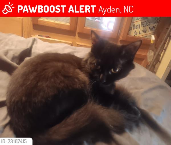 Lost Male Cat last seen Ormondsville Free Will Baptist Church & Ormondsville Rd/Hwy 903, Ayden, NC 28513
