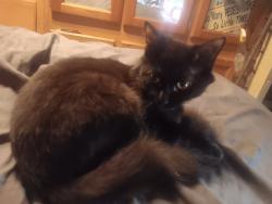 Lost Male Cat last seen Ormondsville Free Will Baptist Church & Ormondsville Rd/Hwy 903, Ayden, NC 28513