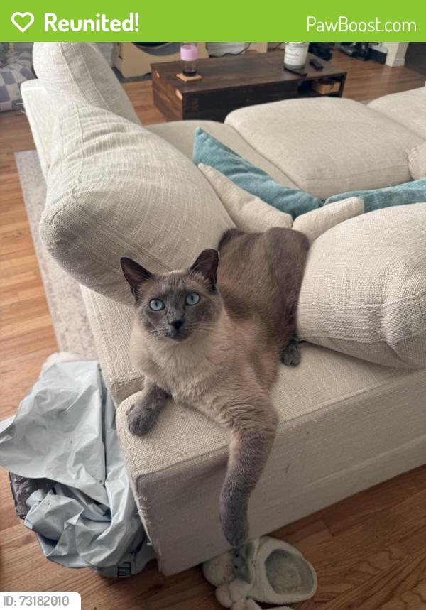 Reunited Male Cat last seen 308th st and 8th Ave SW, Federal Way, WA 98023
