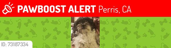 Lost Female Dog last seen Cheshire dr and bankstown, Perris, CA 92571
