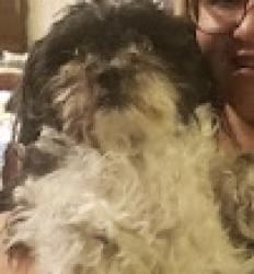 Lost Female Dog last seen Cheshire dr and bankstown, Perris, CA 92571