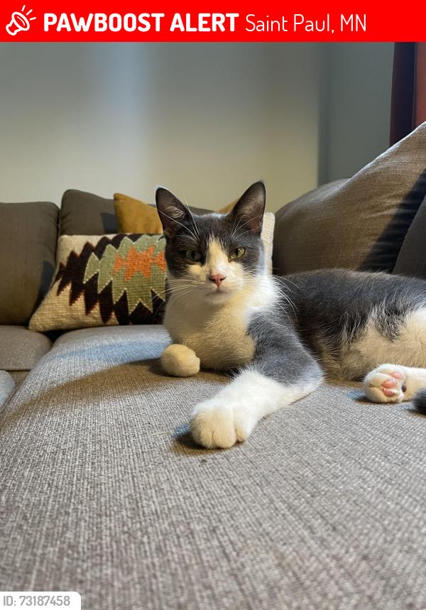 Lost Male Cat last seen Dayton and Victoria, Saint Paul, MN 55104