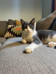 Lost Male Cat last seen Dayton and Victoria, Saint Paul, MN 55104