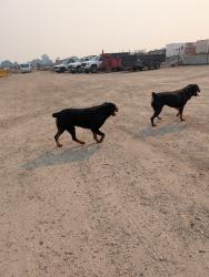 Reunited Unknown Dog last seen Off Cloverdale near HP campus, Boise, ID 83713