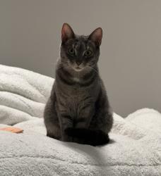 Lost Female Cat last seen Kilburn rd Philadelphia pa 19114, Philadelphia, PA 19114