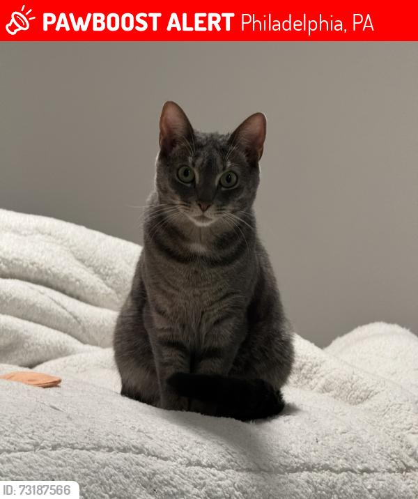 Lost Female Cat last seen Kilburn rd Philadelphia pa 19114, Philadelphia, PA 19114