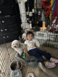 Lost Male Dog last seen Kirkwood, Houston, TX 77099