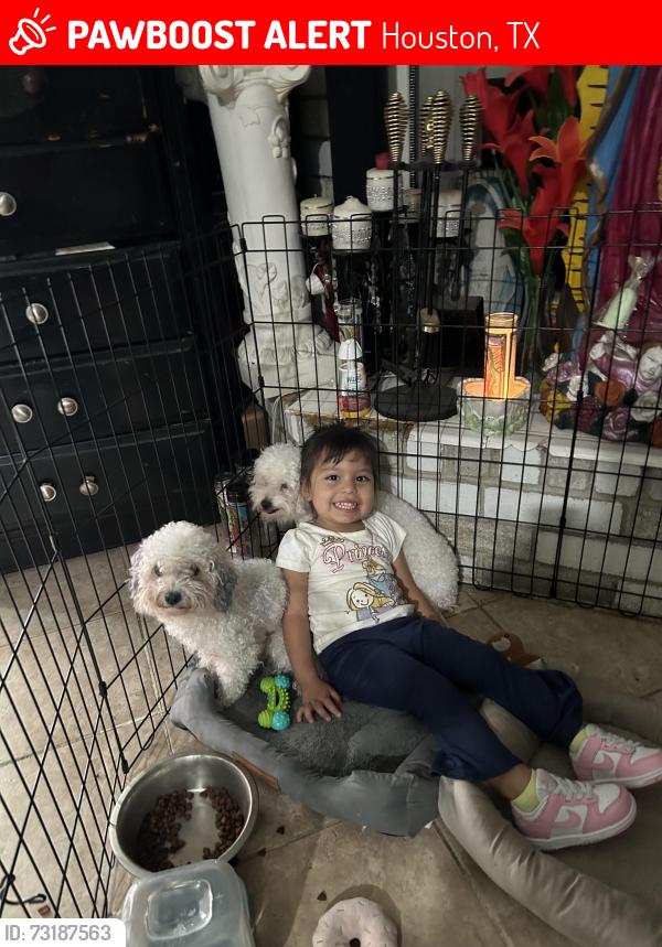 Lost Male Dog last seen Kirkwood, Houston, TX 77099