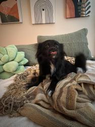 Reunited Female Dog last seen Jones Franklin Rd, Wildwoods of Lake Johnson apmts, Raleigh, NC 27606