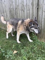 Reunited Male Dog last seen 30th and Elmwood, Erie, PA 16508