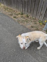 Reunited Male Dog last seen North Road, lynnwood high-school, Martha Lake, WA 98087