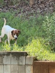 Found/Stray Female Dog last seen Wendfield Dr., Travelers Rest, SC 29690