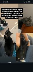 Lost Male Cat last seen Clovis and Ashlan, Clovis, CA 93611