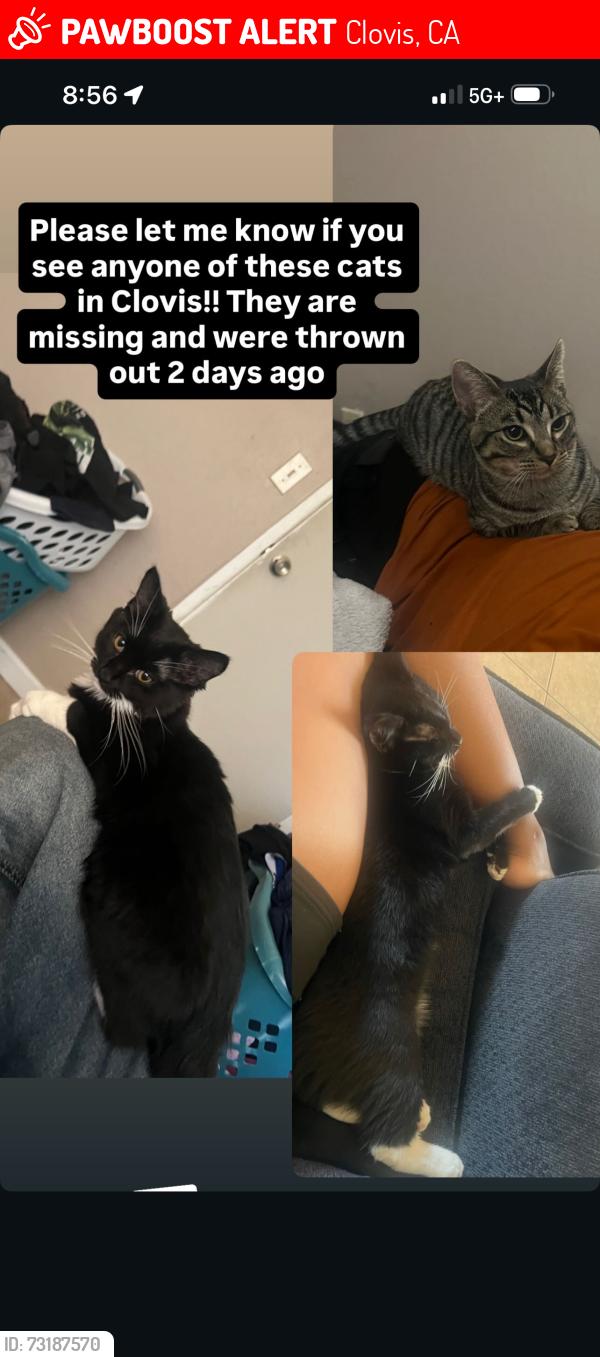 Lost Male Cat last seen Clovis and Ashlan, Clovis, CA 93611