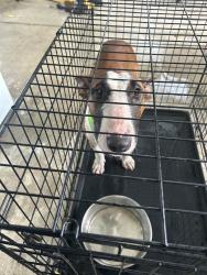 Found/Stray Female Dog last seen Us1, Goulds, FL 33170