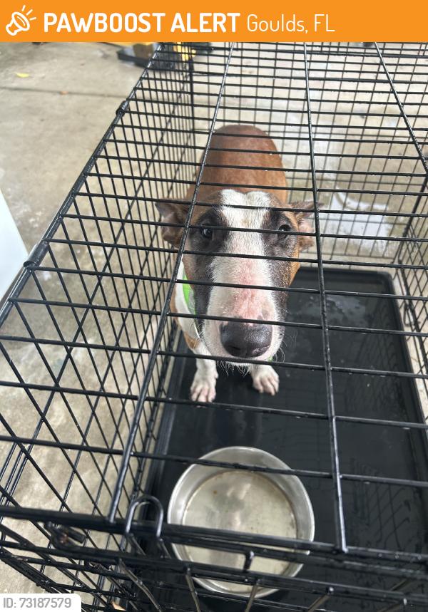 Found/Stray Female Dog last seen Us1, Goulds, FL 33170