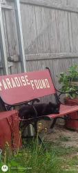 Lost Female Cat last seen Dollar general, Woonsocket, RI 02895