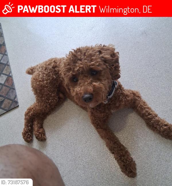 Lost Male Dog last seen N west, Wilmington, DE 19802