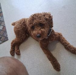 Lost Male Dog last seen N west, Wilmington, DE 19802