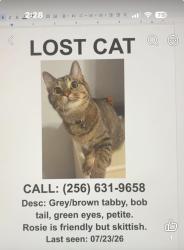 Reunited Female Cat last seen Wall triana Hwy/ Pine Grove rd, Madison, AL 35757