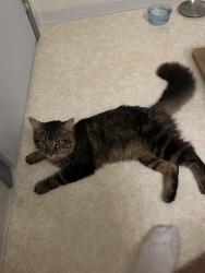 Found/Stray Unknown Cat last seen 26th and E Cherry, Seattle, WA 98122