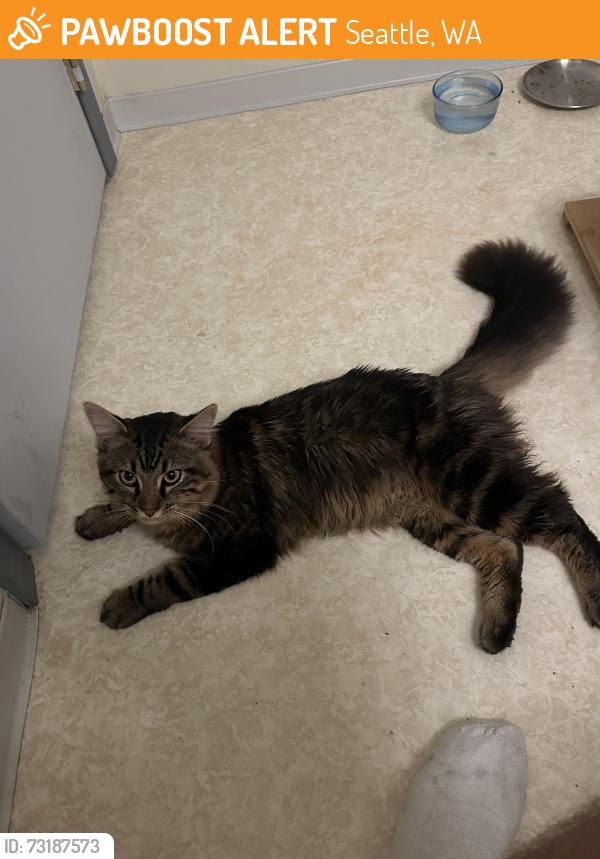 Found/Stray Unknown Cat last seen 26th and E Cherry, Seattle, WA 98122