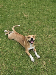 Found/Stray Male Dog last seen Mines Blvd and Dicky St., Whittier, CA 90606