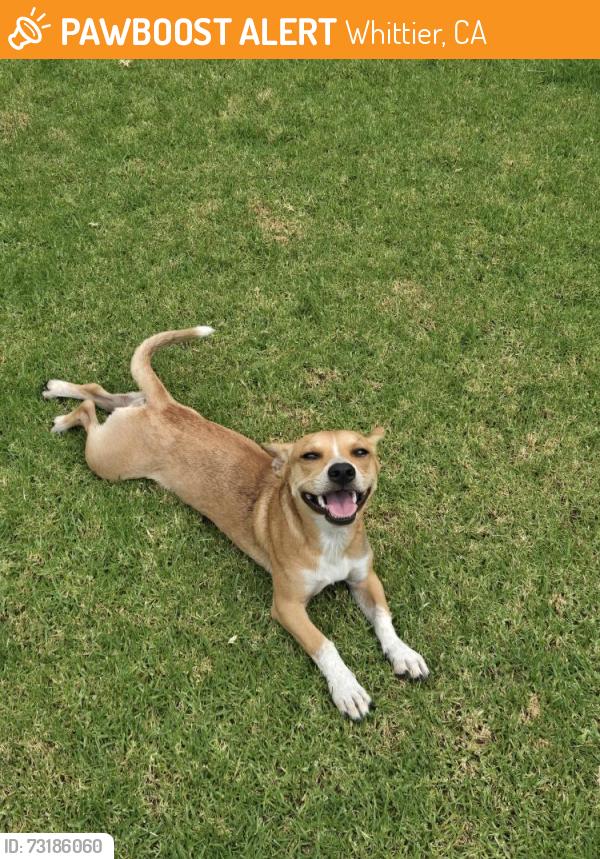 Found/Stray Male Dog last seen Mines Blvd and Dicky St., Whittier, CA 90606
